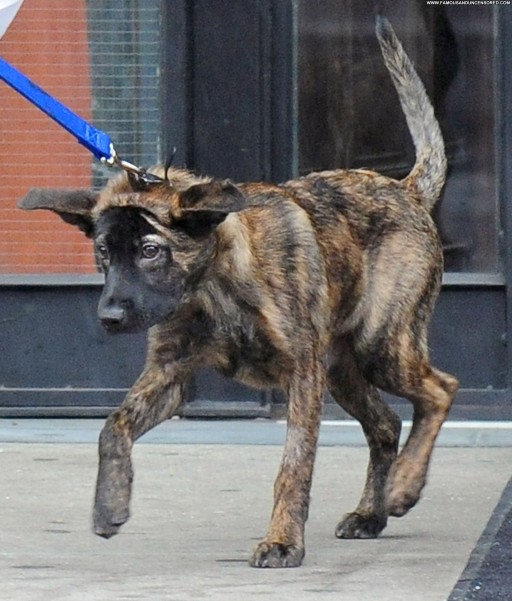 Kristen Stewart High Resolution Beautiful Babe Celebrity Straight Posing Hot